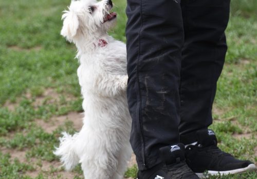 puppy training in cebu
