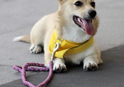 Dog Obedience Training In Cebu