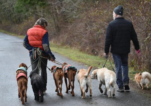Dog group training in cebu