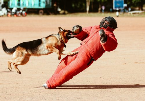 personal protection dog training in cebu