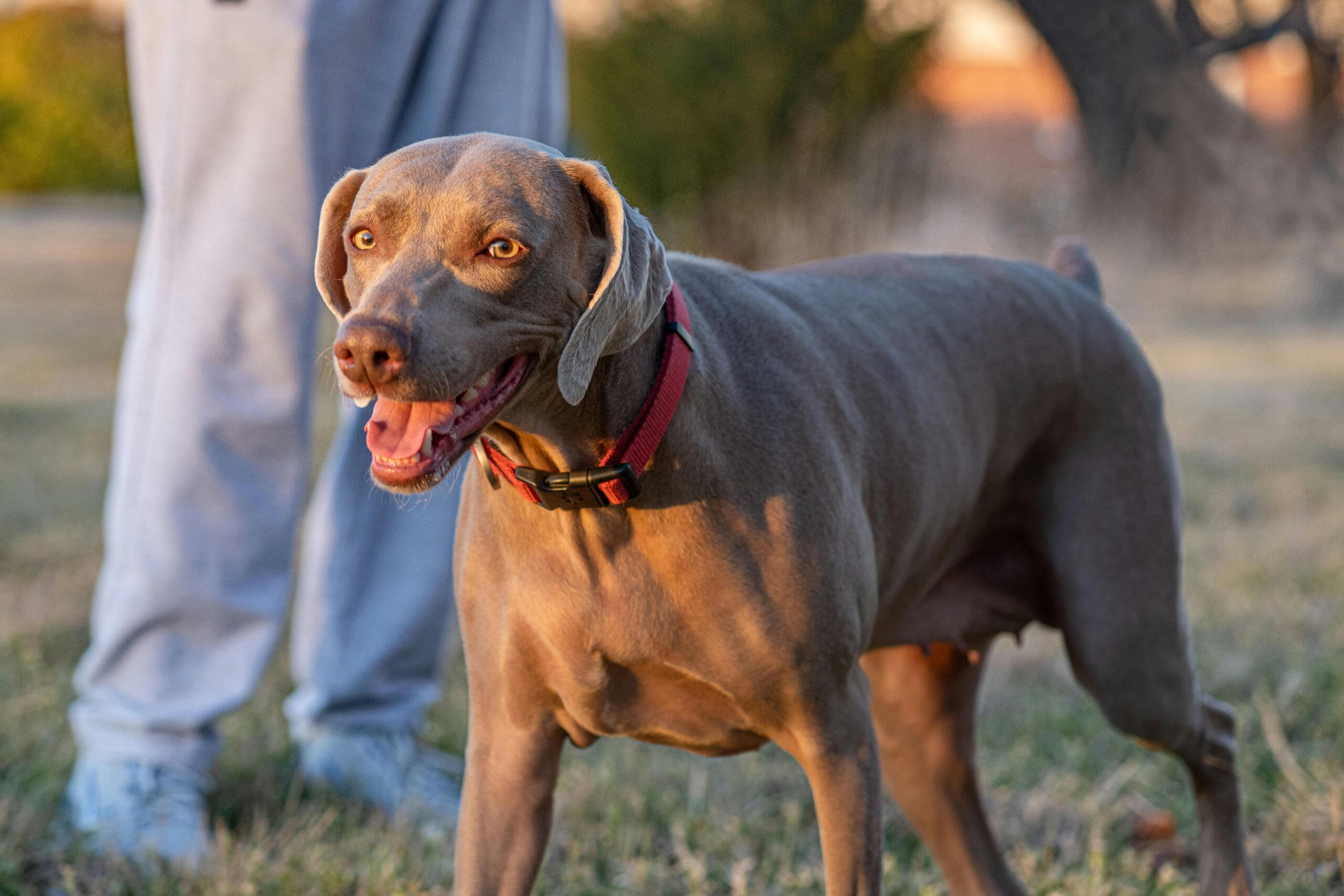 A cheerful Weimaraner dog with a red collar stands playfully next to a person outdoors.