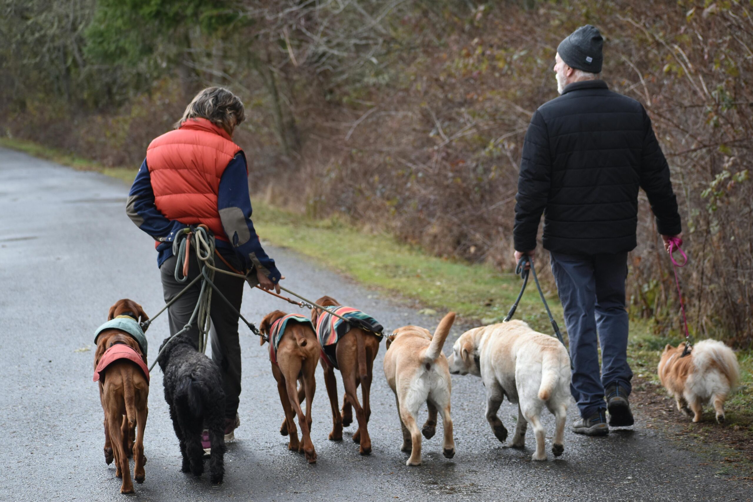 Dog group training in cebu