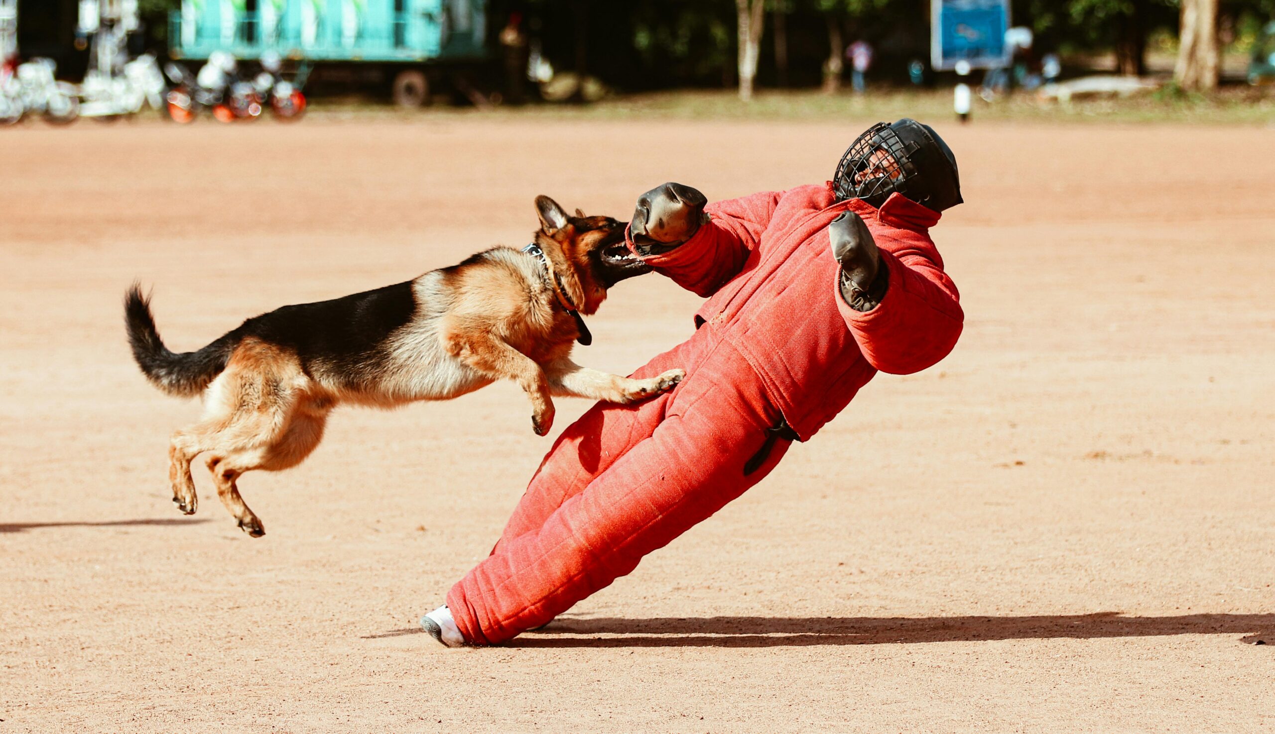 personal protection dog training in cebu