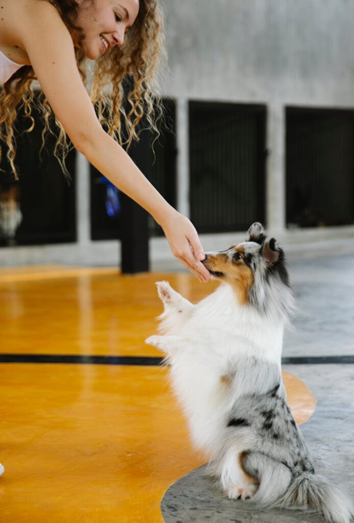 A woman trains her cheerful Shetland Sheepdog to sit indoors, engaging in a joyful pet activity.